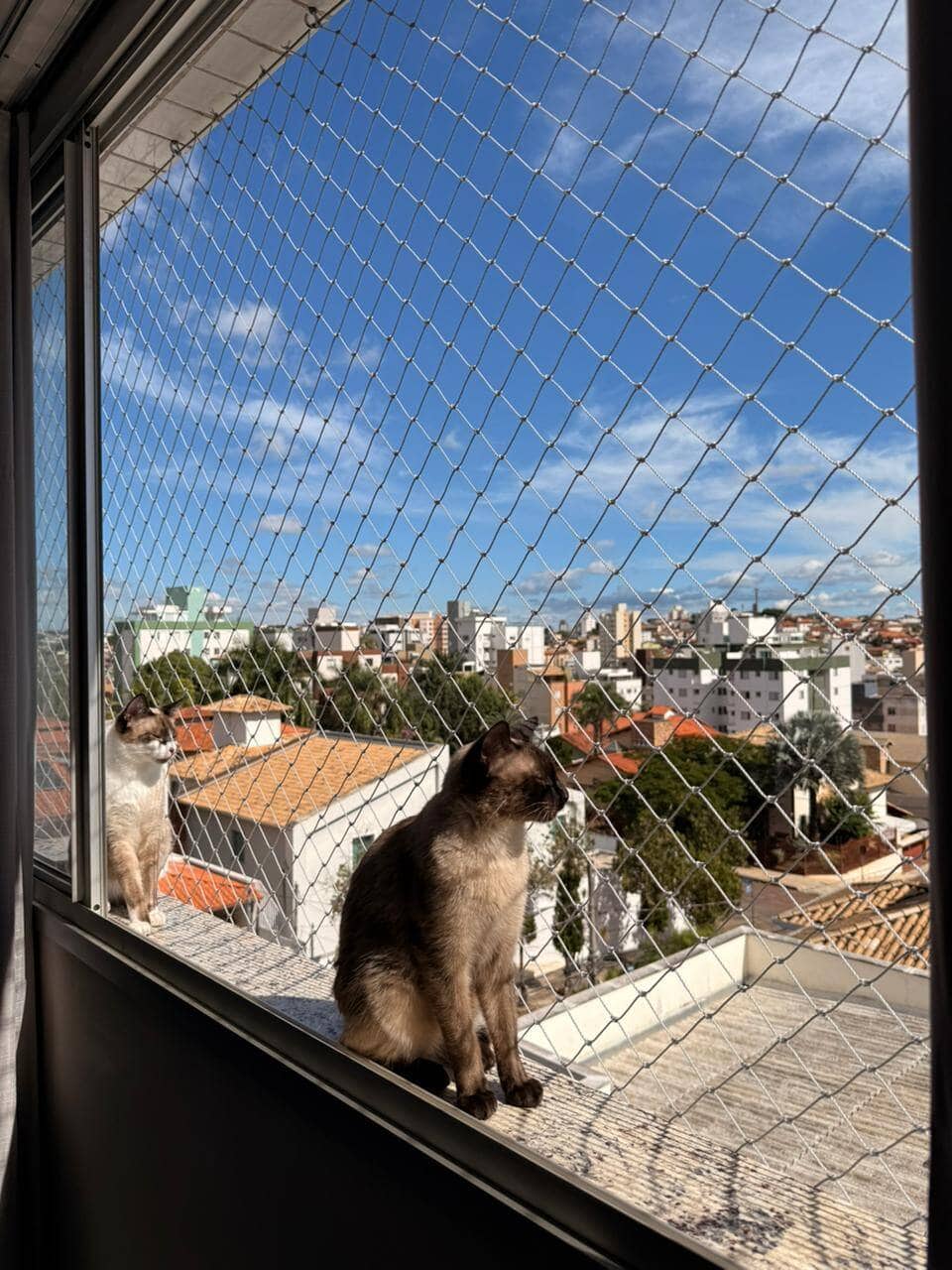 Redes de Proteção Para Gatos - Foto 2