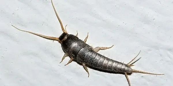 Dedetização Traças - Foto 1