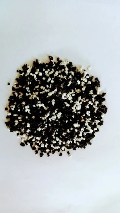 ANGELUS SANTI PADRE CÍCERO - Foto 1