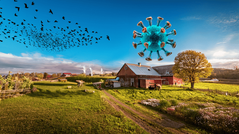 O Vírus H5N1 e a Chegada ao Brasil