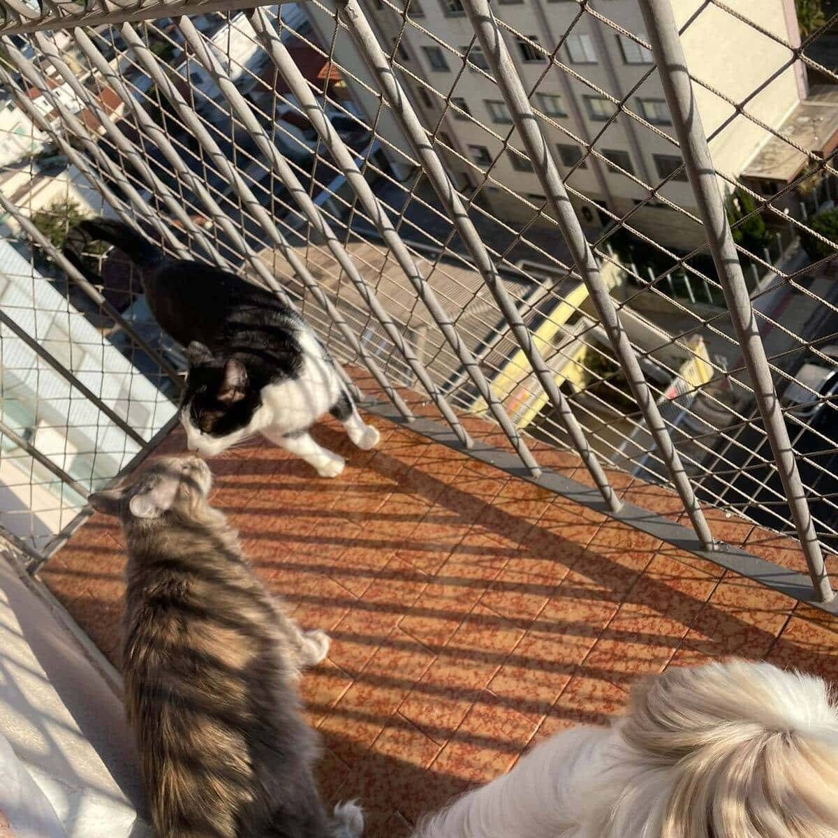 REDES DE PROTEÇÃO PARA GATOS BH - Foto 5