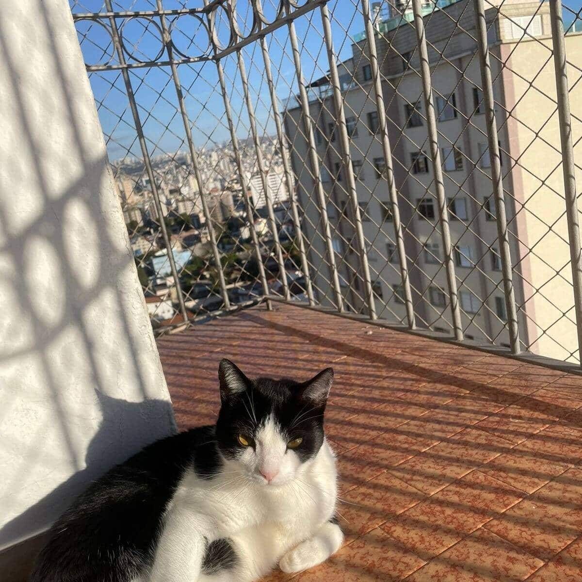 REDES DE PROTEÇÃO PARA GATOS BH - Foto 3