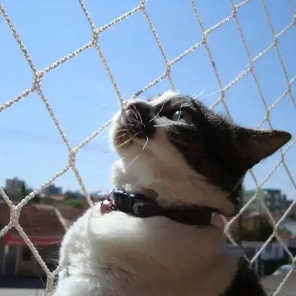 Telas de Proteção para Gatos BH - Foto 2