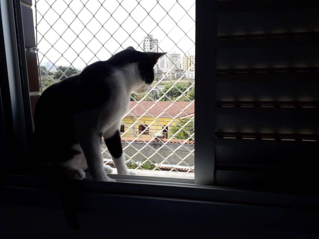 Telas de Proteção para Gatos BH - Foto 1