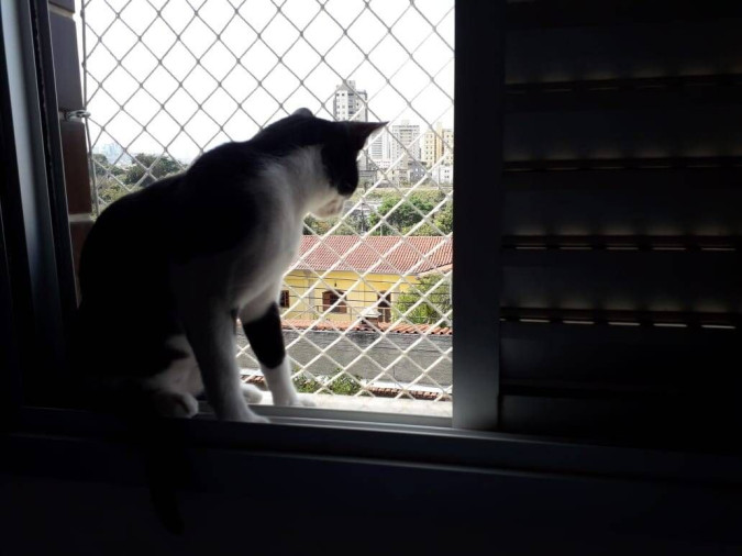 Telas de Proteção para Gatos BH - Foto 1