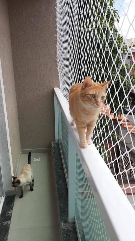 Telas de Proteção para Gatos BH - Foto 5