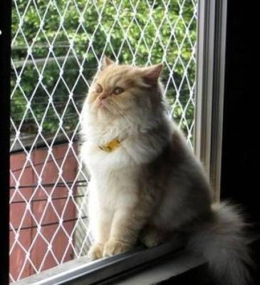 Redes de Proteção para Gatos em BH - Foto 1