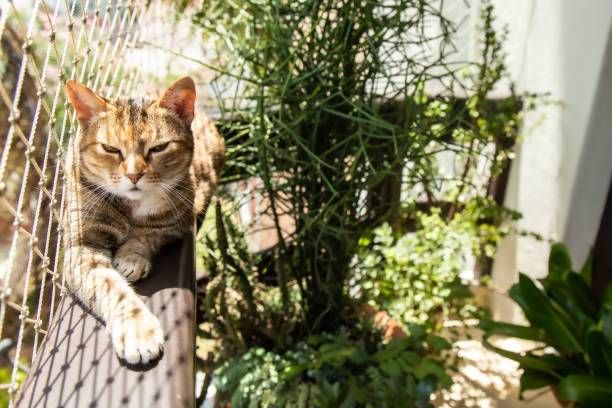 Redes de Proteção para Gatos em BH - Foto 14