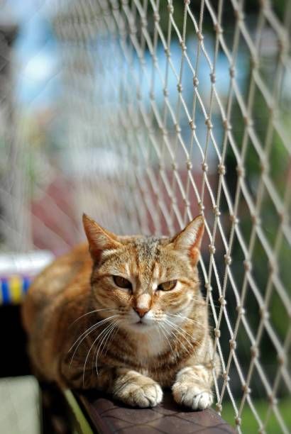 Redes de Proteção para Gatos em BH - Foto 15