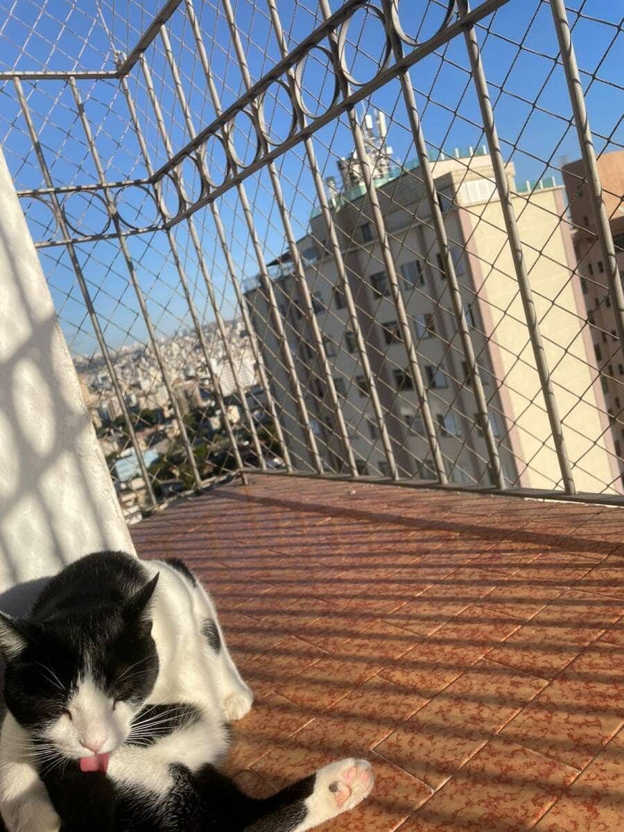 Telas de Proteção para Gatos BH - Foto 7