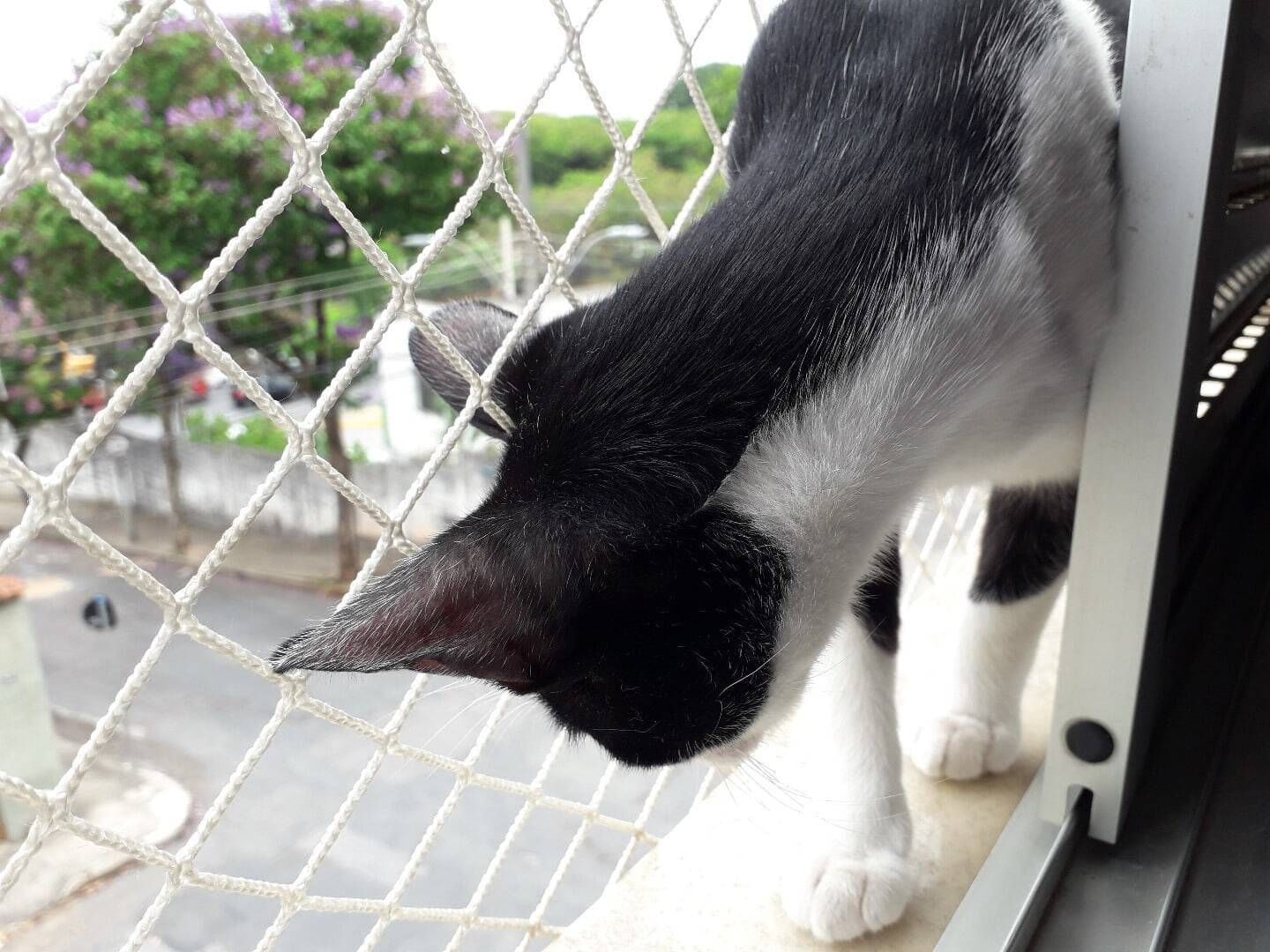 REDES DE PROTEÇÃO PARA GATOS BH - Foto 10
