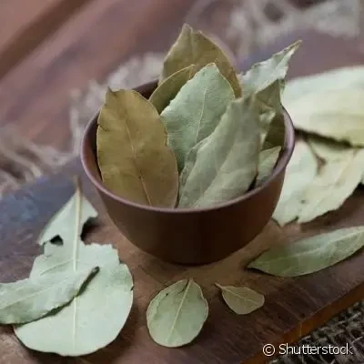 LOURO EM FOLHAS - Foto 1