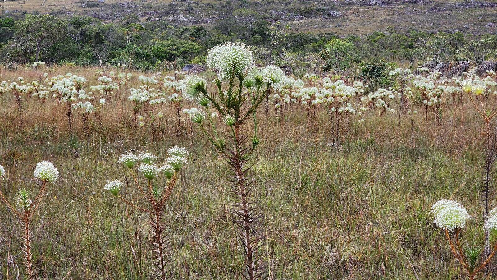 ARRAIAL ECOPIX 2026 - COUTO MAGALHÃES - 01 e 02/08 - Foto 6