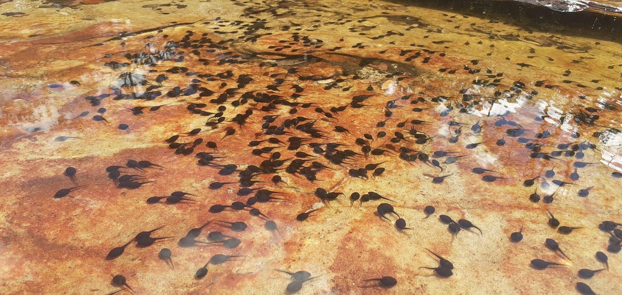 PARQUE DO RIO PRETO - 17 e 18/01 - Foto 7