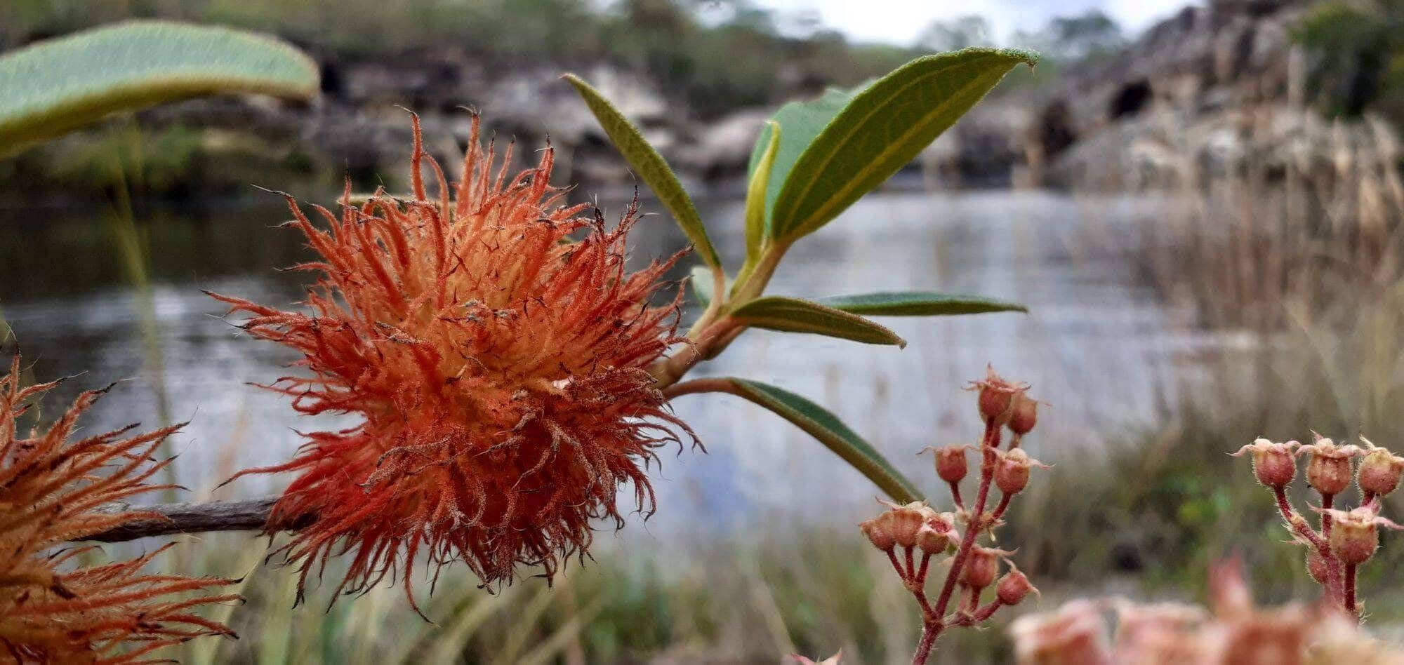 PARQUE DO RIO PRETO - 17 e 18/01 - Foto 12