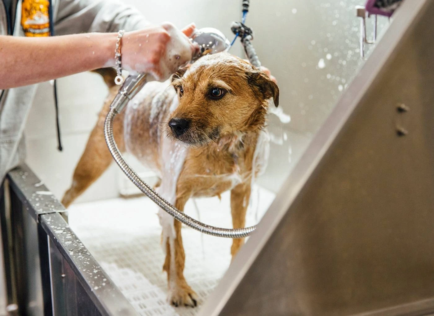 PETSHOP's SÃO RESPONSÁVEIS POR FALHAS E ACIDENTES NO SERVIÇO