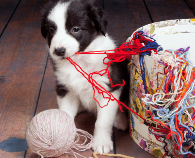 Pensando em desistir do seu filhote? Veja como superar essa fase. - Foto 1