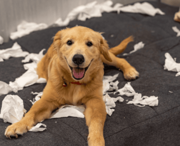 Seu cachorro está destruindo a casa? Saiba como lidar com isso. - Foto 1