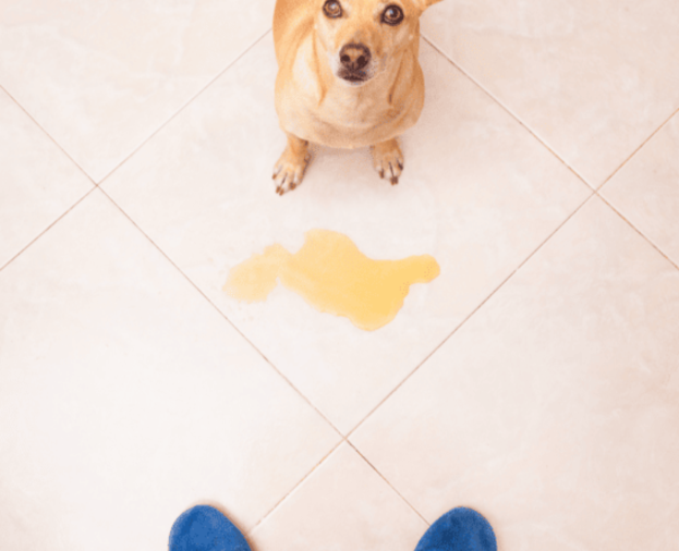 Dificuldade em ensinar seu cão a fazer xixi no lugar certo? Veja como resolver. - Foto 1
