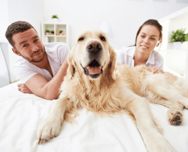 Tenho que adestrar meu cachorro se não meu marido pede divórcio. - Foto 1