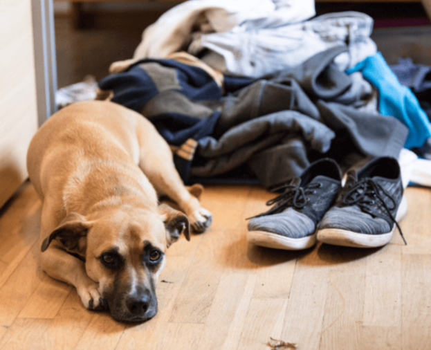 Já tentou de tudo com seu cachorro e nada funcionou? Veja se há algo a mais. - Foto 1