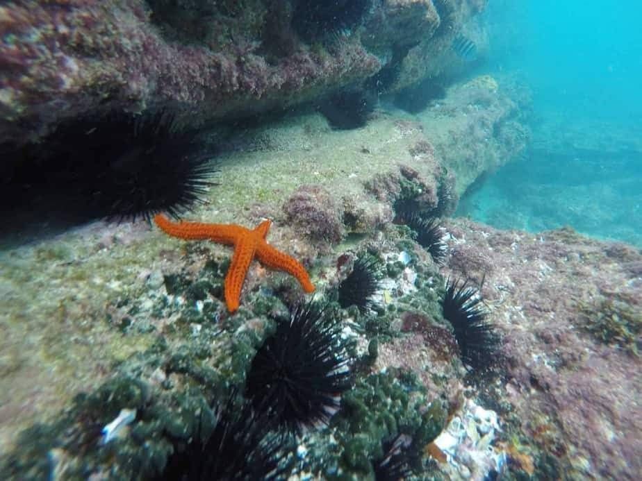 Pacote Mergulho e Snorkel - Praia do Cedro e Ilha - Foto 9