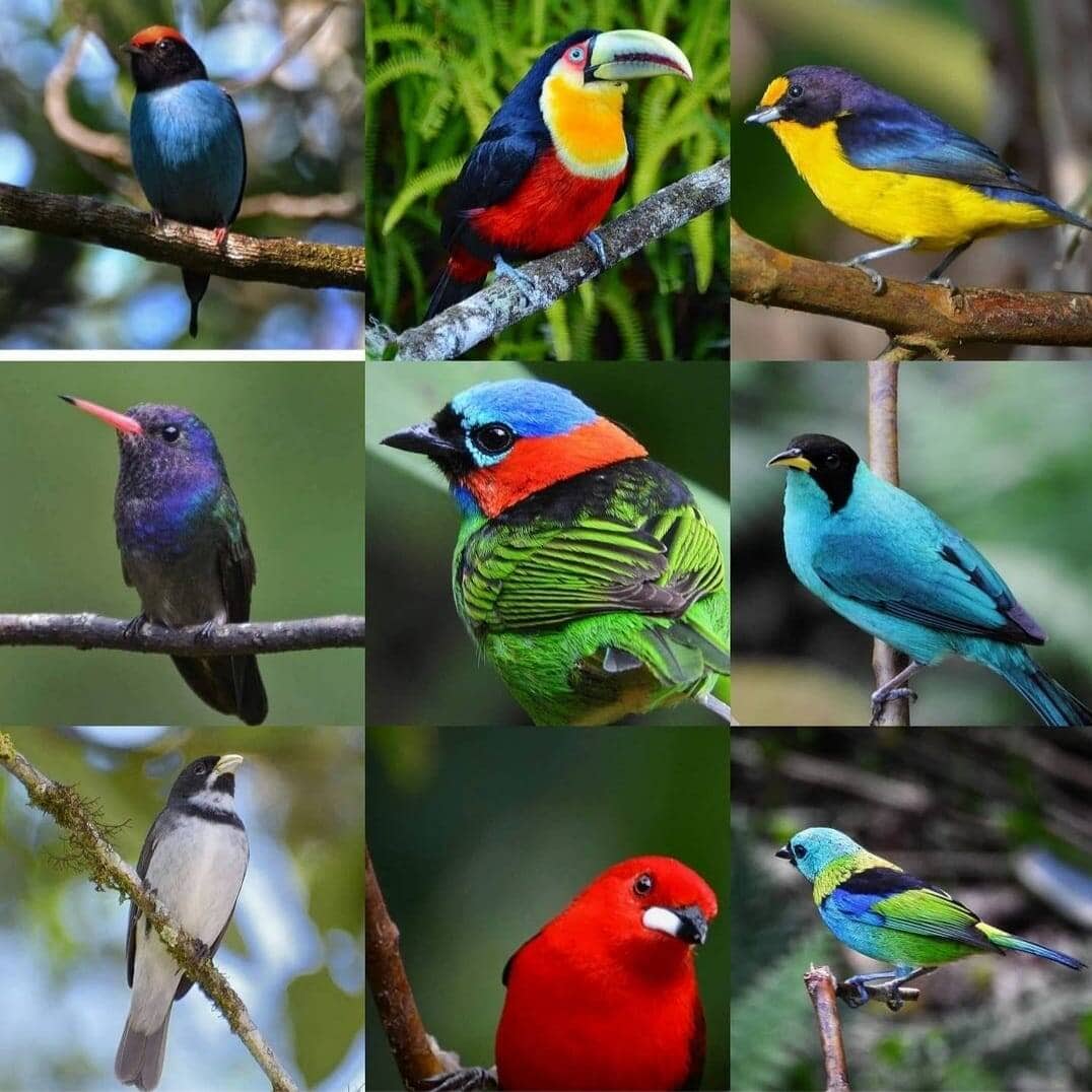 Pacote Observação de Aves - Foto 12