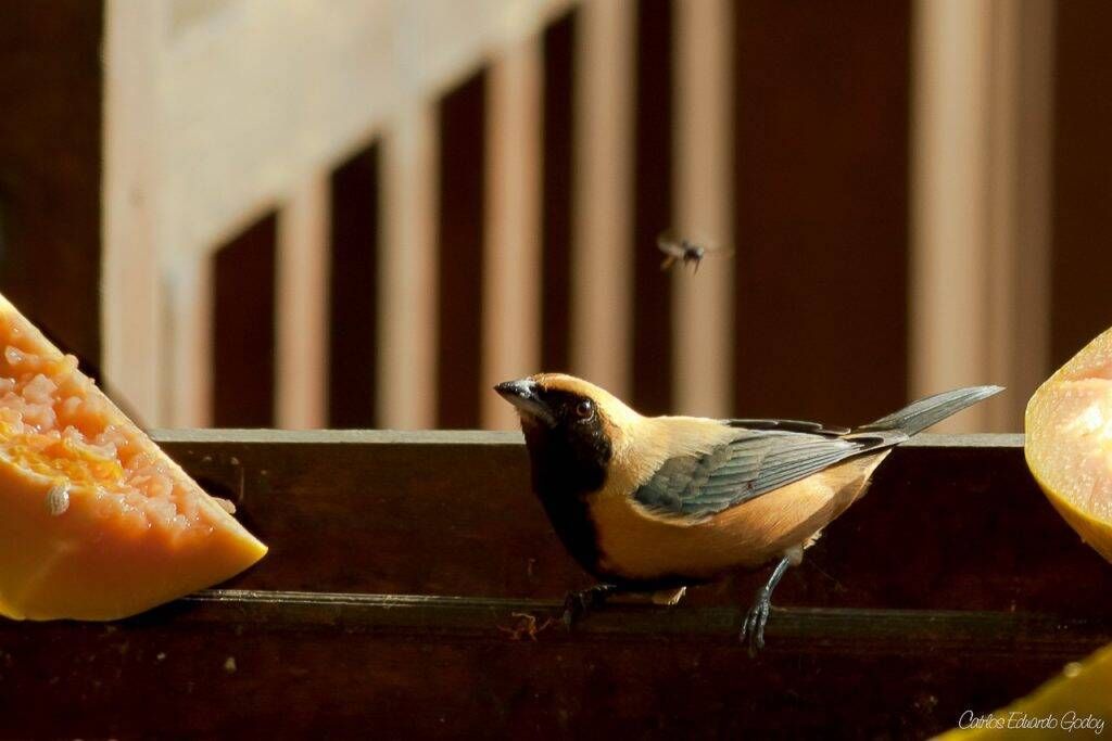 Pacote Observação de Aves - Foto 6