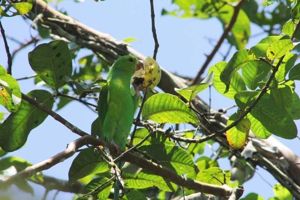 Pacote Observação de Aves - Foto 10