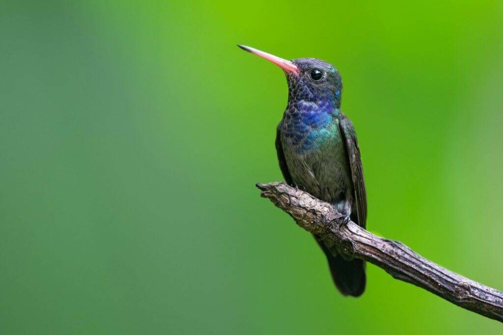 Pacote Observação de Aves - Foto 8