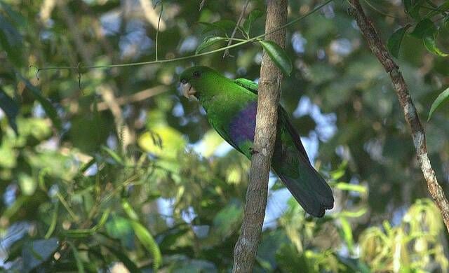 Pacote Observação de Aves - Foto 1