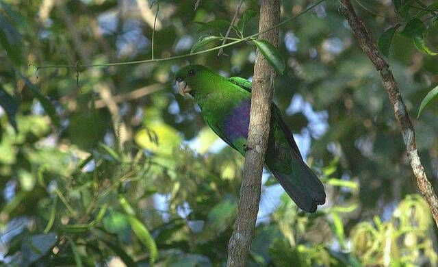 Pacote Observação de Aves - Foto 1
