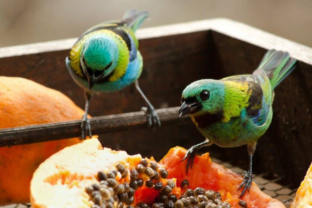 Pacote Observação de Aves - Foto 5
