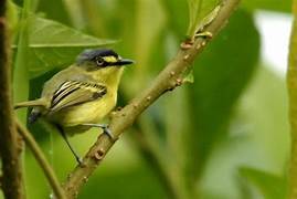 Pacote Observação de Aves - Foto 11