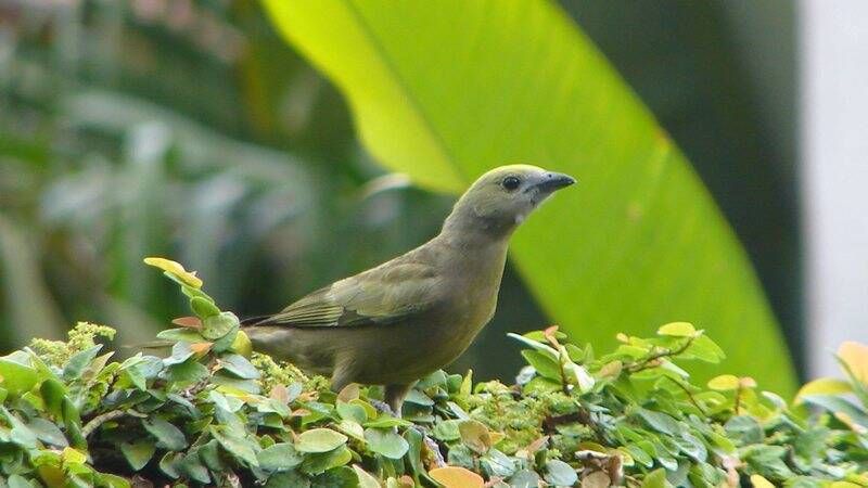 Pacote Observação de Aves - Foto 3