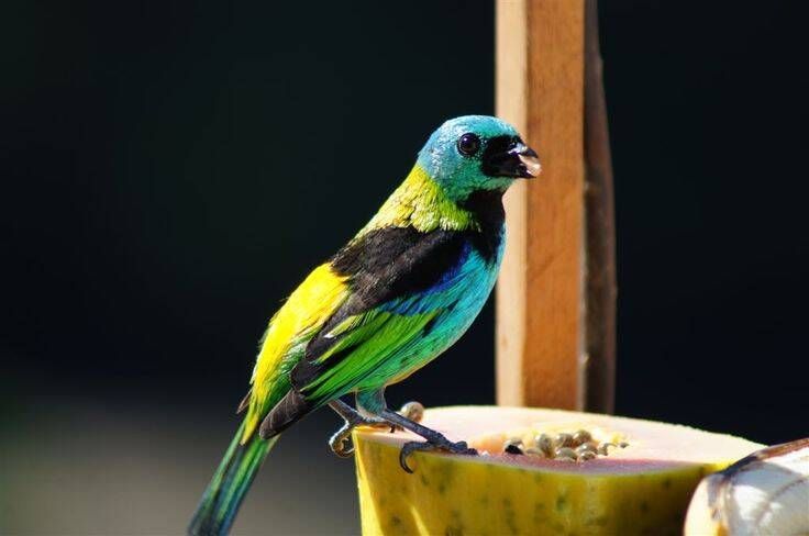 Pacote Observação de Aves - Foto 4