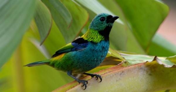 Pacote Observação de Aves - Foto 2