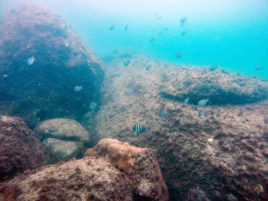 Pacote Mergulho e Snorkel - Praia do Cedro e Ilha - Foto 8