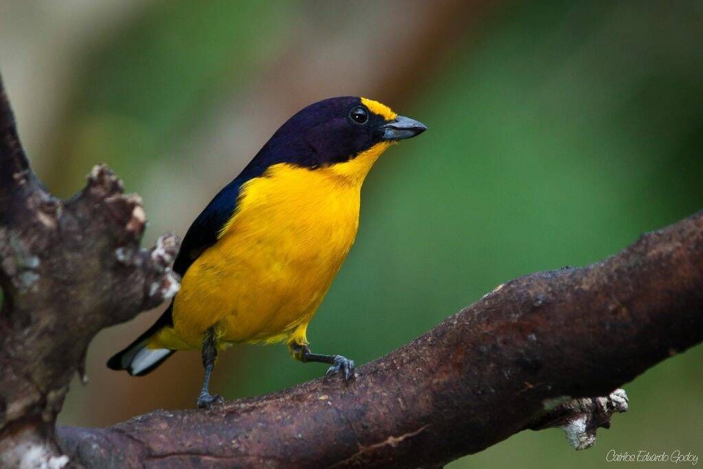 Pacote Observação de Aves - Foto 7