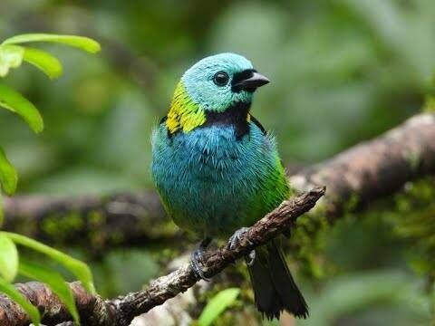 Pacote Observação de Aves - Foto 9