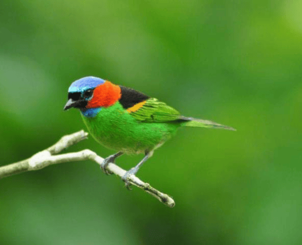 Pacote Observação de Aves - Foto 13