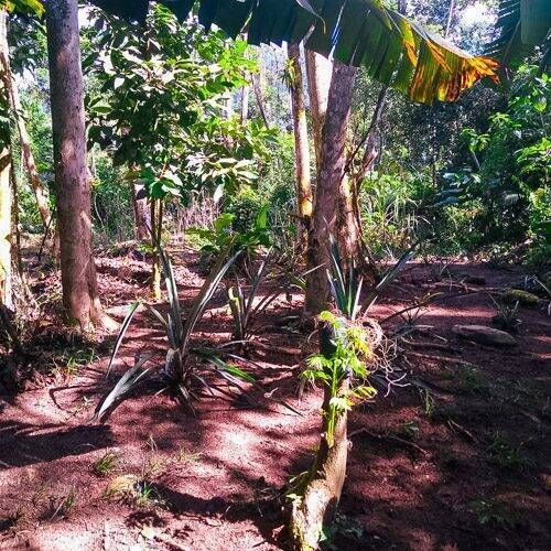 Trilha da Agrofloresta Quilombo Sertão Itamambuca - Foto 2