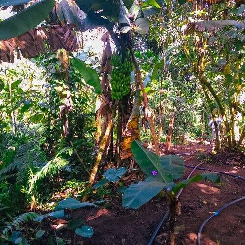 Trilha da Agrofloresta Quilombo Sertão Itamambuca - Foto 1