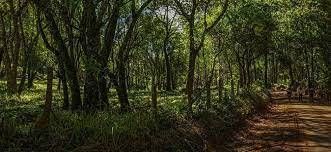 Trilha do Gamelão - Foto 2