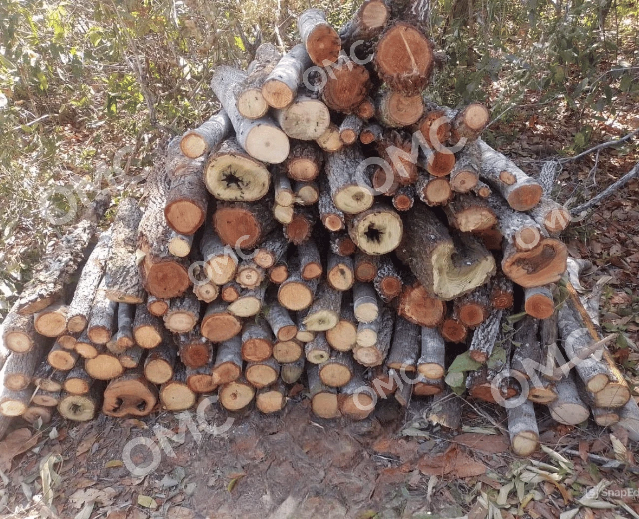 Supressão Vegetal e Corte Seletivo - Foto 2