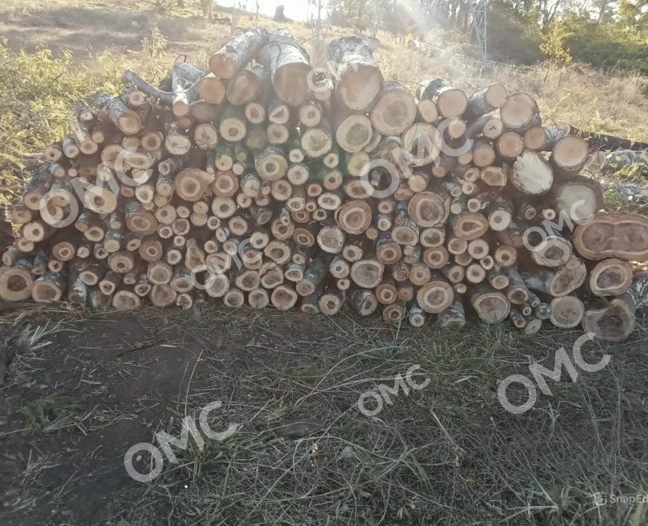 Supressão Vegetal e Corte Seletivo - Foto 3