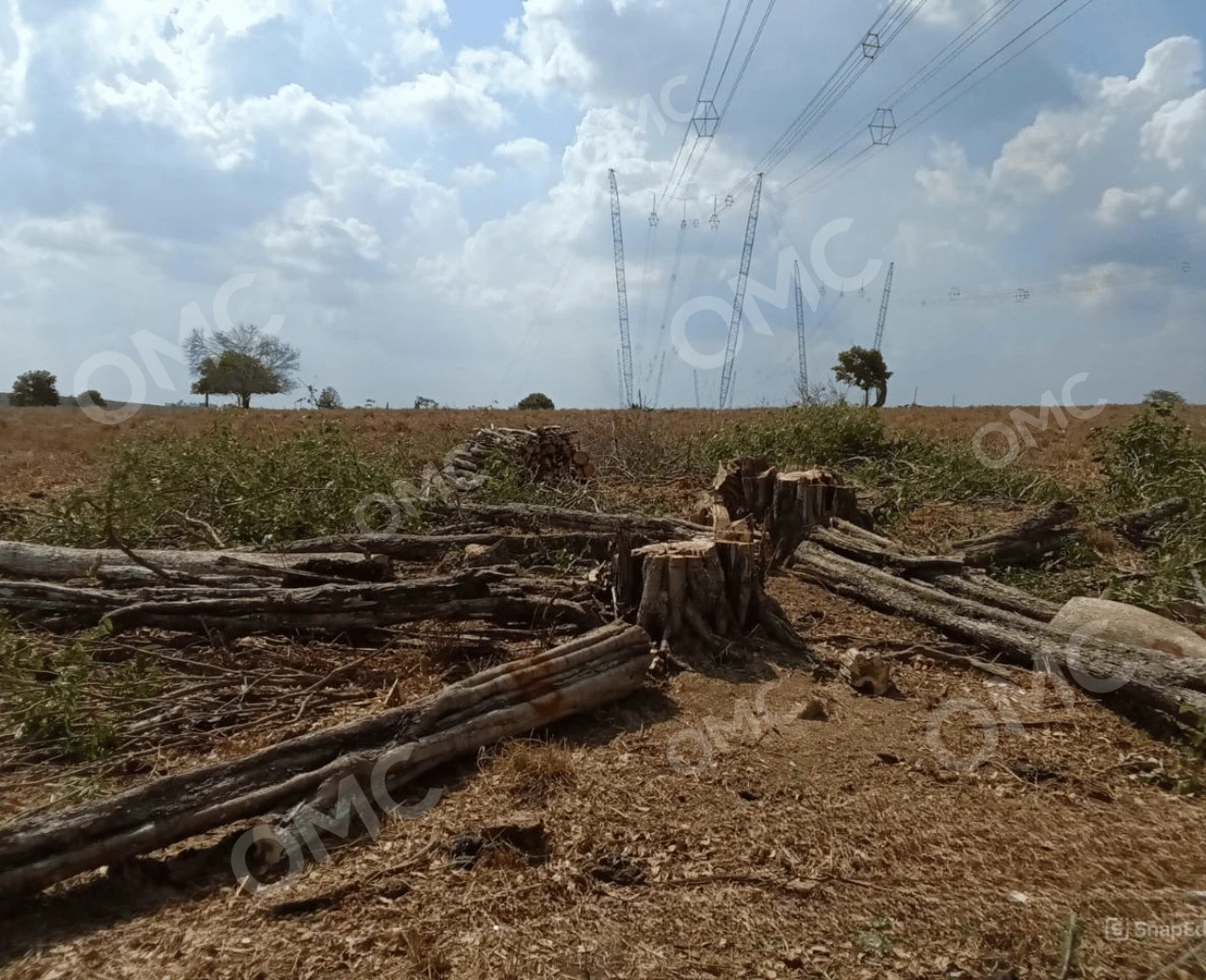 Supressão Vegetal e Corte Seletivo - Foto 5