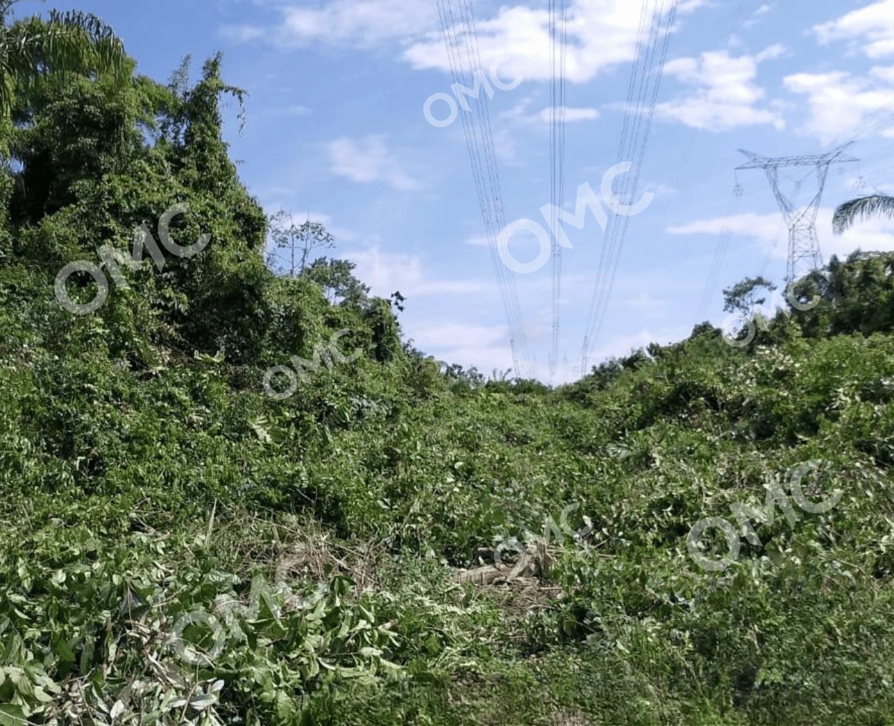 Supressão Vegetal e Corte Seletivo - Foto 12