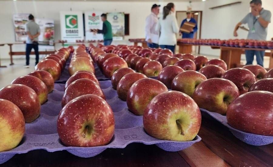 AMAP destaca importância do concurso para valorização da maçã Fuji de São Joaquim