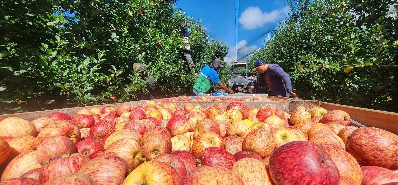 AMAP fortalece a fruticultura na Serra: entidade atua ao lado dos produtores de maçã em São Joaquim